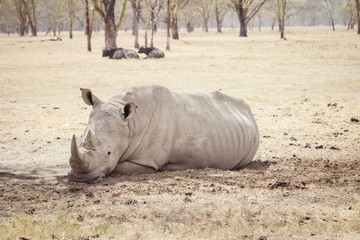 Large tired rhinoceros