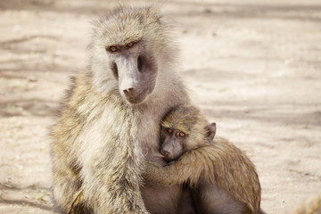 Mother and baby monkey