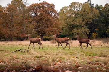 Wild Deer roaming the woods in England.