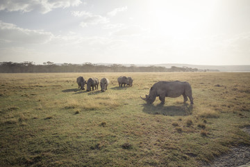 Large grazing rhinoceros 2