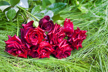 Bouquet of scarlett roses lying on green grass