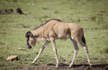 Baby willdabeast walks
