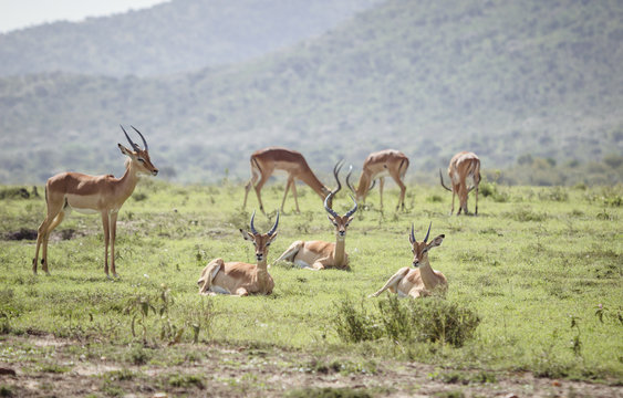 Group of antalope