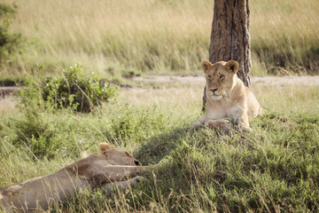 Lion relaxes on the savanna