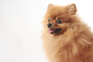 Obraz premium pomeranian dog sitting on wooden table
