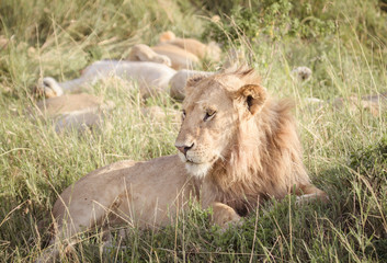 Lion relaxes on the savanna 2