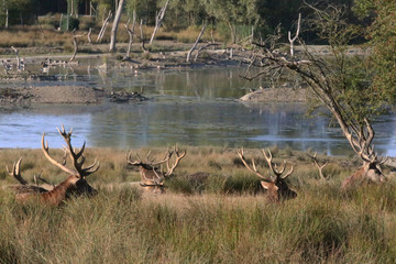 parmi les hautes herbes 