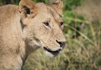 Lion relaxes on the savanna 6