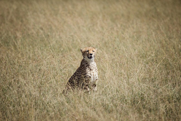 cheetah on the savanna
