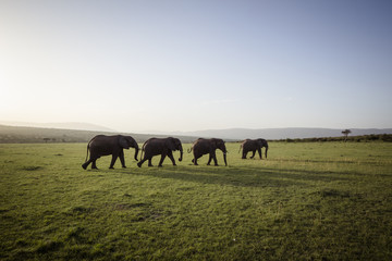 Large elephants at sunset