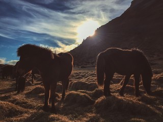 Fototapeta na wymiar Icelandic horses grazing