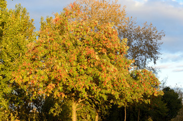 Naklejka premium Rowan tree at sunny day.