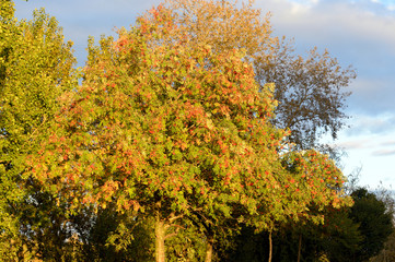 Rowan tree at sunny day.