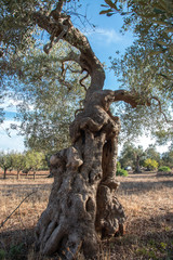 Fototapeta na wymiar Olive trees in Salento, Italy