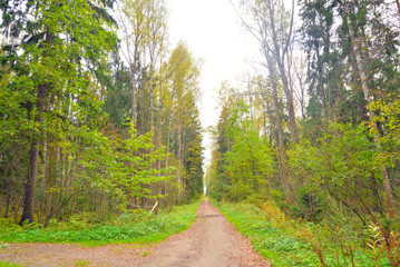 Forest at early autumn.