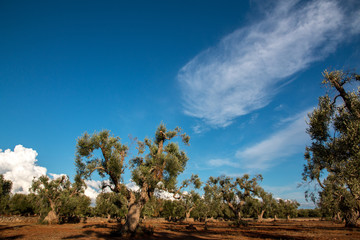 Olive trees in Salento, Italy