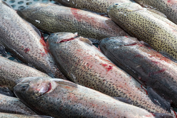 fresh fished trout preparation