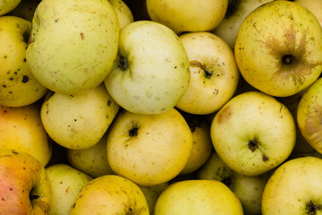 bunch of yellow apples background texture