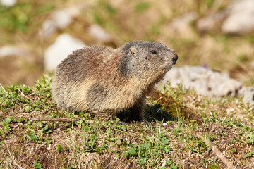 Alpenmurmeltier von der Seite