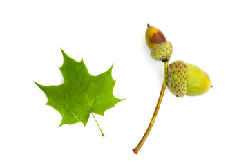 Isolated autumn print with acorn and green maple leaf on a white background
