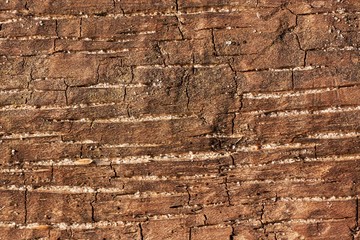 piece of wood with flecks of sand
