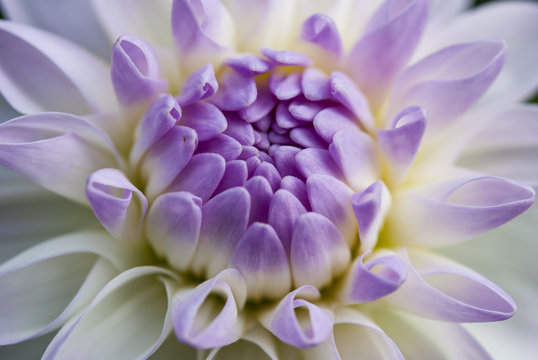 Fototapeta Purple flower in macro view