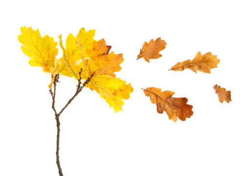 Isolated autumn yellow oak leaves on a white background