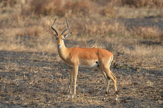 Impala gazzelle in mikumi national park tanzania africa