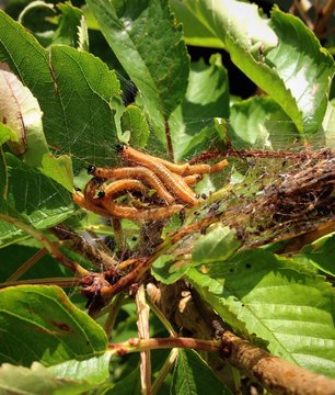 Birnengespinstblattwespe Pamphiliidae im Kirschbaum
