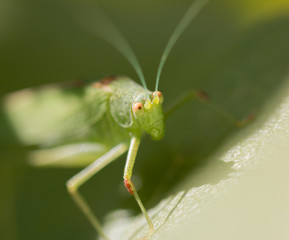 Grasshopper on leaf