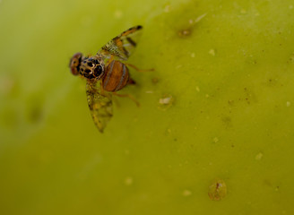 Fruit fly on pear