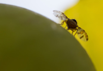 Fruit fly on pear