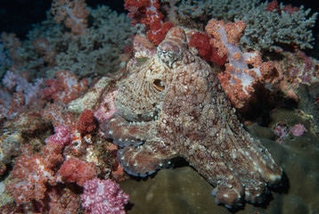 Octopus and Soft Coral - Thailand