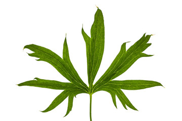 Leaf of Delphinium (Larkspur) close-up, isolated on white backgr