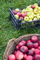 red apples in wooden basket and in box on green grass background