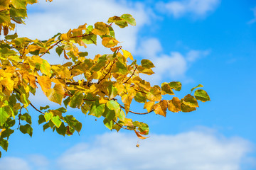 Yellowing leaves on the branches of a linden tree on blue sky background close-up. Autumn leaf fall.