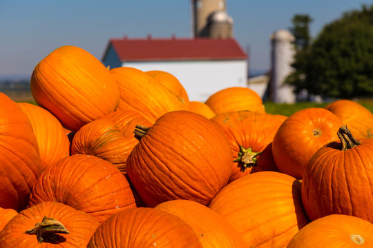 Jack-O-Lantern Pumpkins at Farm