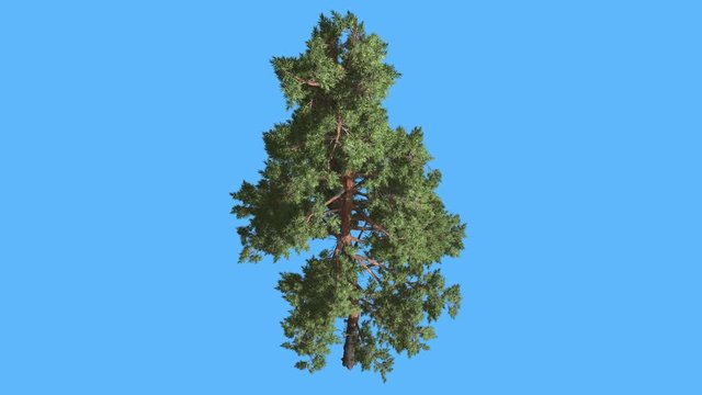 Scots Pine on Blue Screen Thin Trunk and Branches Coniferous Tree is Swaying at the Wind Glaucous Blue-Green Needle-Like Leaves on the Tree Windy Day