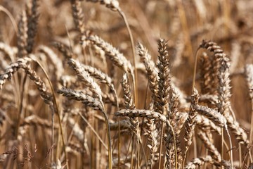 Fototapeta premium ears of ripe wheat