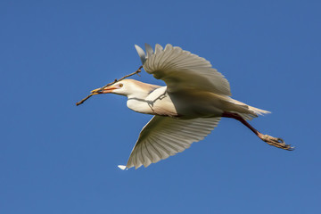 Isolated Cattle Egret Flying 