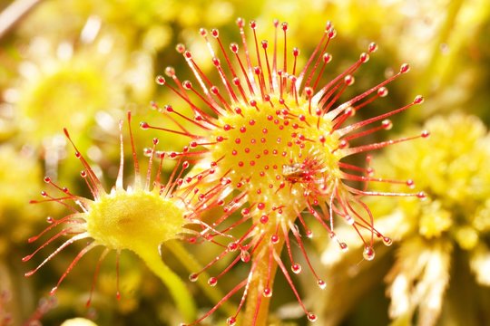 Hungry Flowers Sundews 2