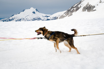 Sled Dog Ready to Mush in Near Juneau, Alaska