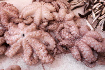 Octopus is on ice in Venice Rialto market. Selective attention.