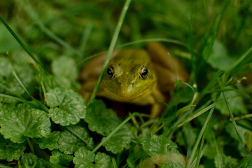 Frog gazes directly into lens