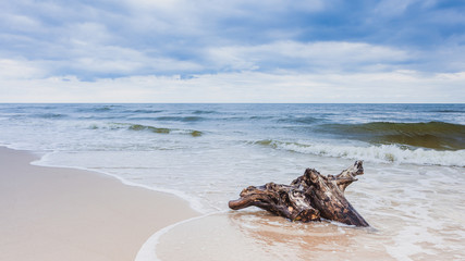 Tree root on sea shore, nature landscape