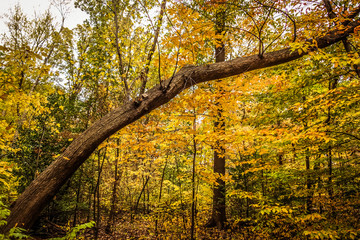 Obraz premium Michigan fall