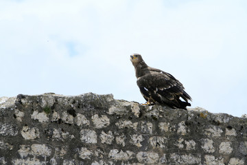 Aigle. The legend of the knights. The medieval festival of Provins. ...