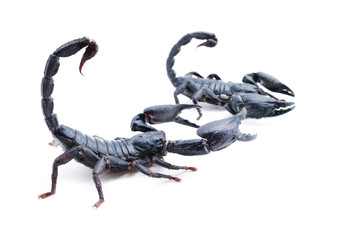 isolated Closeup of a scorpion on  white background.