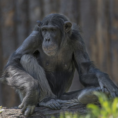 Playful chimpanzee portrait close up at open resort