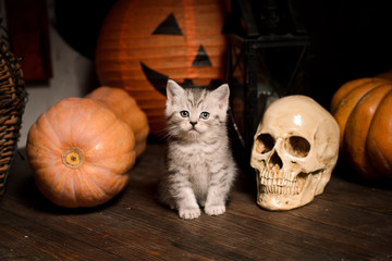 kitten on wooden floor with pumpkins and skull for Halloween © cheese78